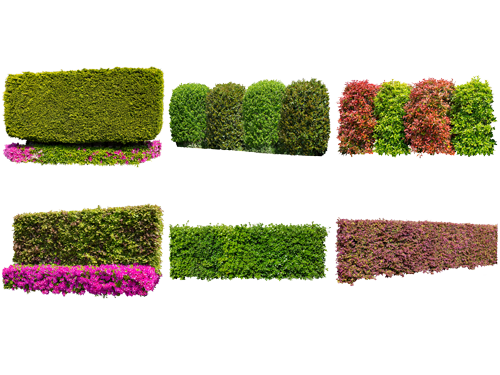 樹木生垣切り抜き素材